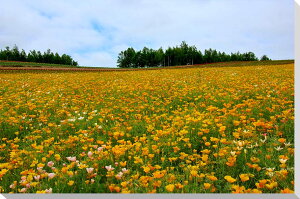 風景写真パネル 北海道 美瑛の花畑 ハナビシソウ 花菱草 ボタニカル インテリア アートパネル グラフィックアート ウォールデコ ディスプレイ 壁飾り 壁掛け 額要らず 模様替え 雰囲気作り プレゼント ギフト 贈答品 返礼 お祝い 結婚 新築 引っ越し 誕生日 記念日 HOK-02-P6