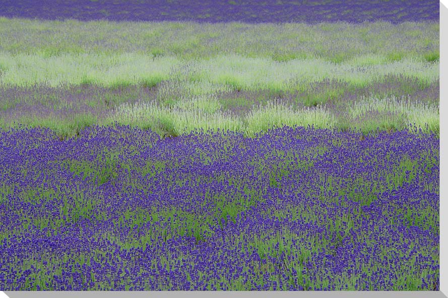 風景写真パネル 北海道 富良野 ファーム富田 ラベンダー インテリア アートパネル パネル 写真 お祝い プレゼント ギフト 旅の思い出 壁掛け 壁飾り 額要ら...