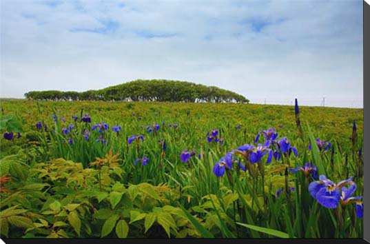 風景写真パネル 北海道 大樹町 晩成海岸原生花園 ボタニカル アートパネル インテリア グラフィック ディスプレイ オシャレ 癒やし モダン 風水 壁掛け 壁飾り 模様替え 雰囲気作り リビング オフィス 玄関 ロビー IYA-021-M50