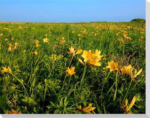 楽天写真パネルのあぁとすぺーすつくば風景写真パネル 北海道 風蓮湖 エゾカンゾウ アートパネル インテリア プレゼント ギフト 贈答品 返礼 お祝い 結婚 新築 引っ越し 誕生日 記念日 年祝い 旅の思い出 壁飾り 壁掛け 額要らず 模様替え 雰囲気作り 風水 玄関 リビング オフィス ロビー HOK-17-P25