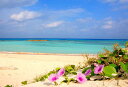 ポストカード 沖縄 波照間島 ニシ浜ハマヒルガオの花と海 PSC-05 風景 写真 ギフト お祝い プレゼント お手紙 旅の思い出 絵はがき 絵葉書 クリスマスカード 暑中見舞い グリーティングカード 年賀ハガキ 年賀状の商品画像