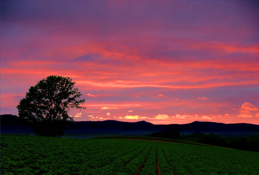 風景写真パネル 北海道 美瑛の風景 夕焼け インテリア アートパネル グラフィック ディスプレイ 模様替え 雰囲気作り 新築祝い 引っ越し祝い 結婚祝い 誕生日...