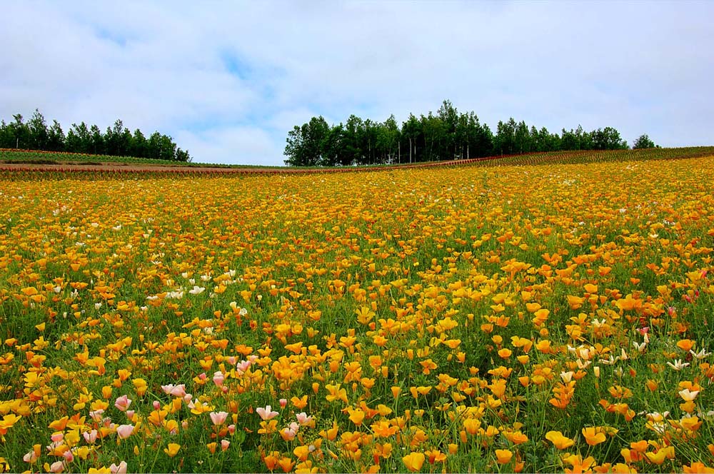 ポストカード 北海道 美瑛の四季彩