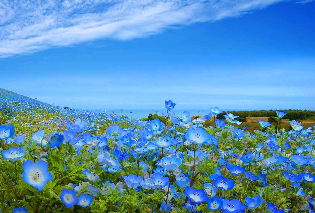 ポストカード ネモフィラ 花の風景写真 どれでも5枚以上で【送料無料】空と海の青とネモフィラ 茨城 ひたち海浜公園 ポストカード 絵はがき 風景 写真 ギフト お祝い プレゼント お手紙 旅の思い出 PSC-19