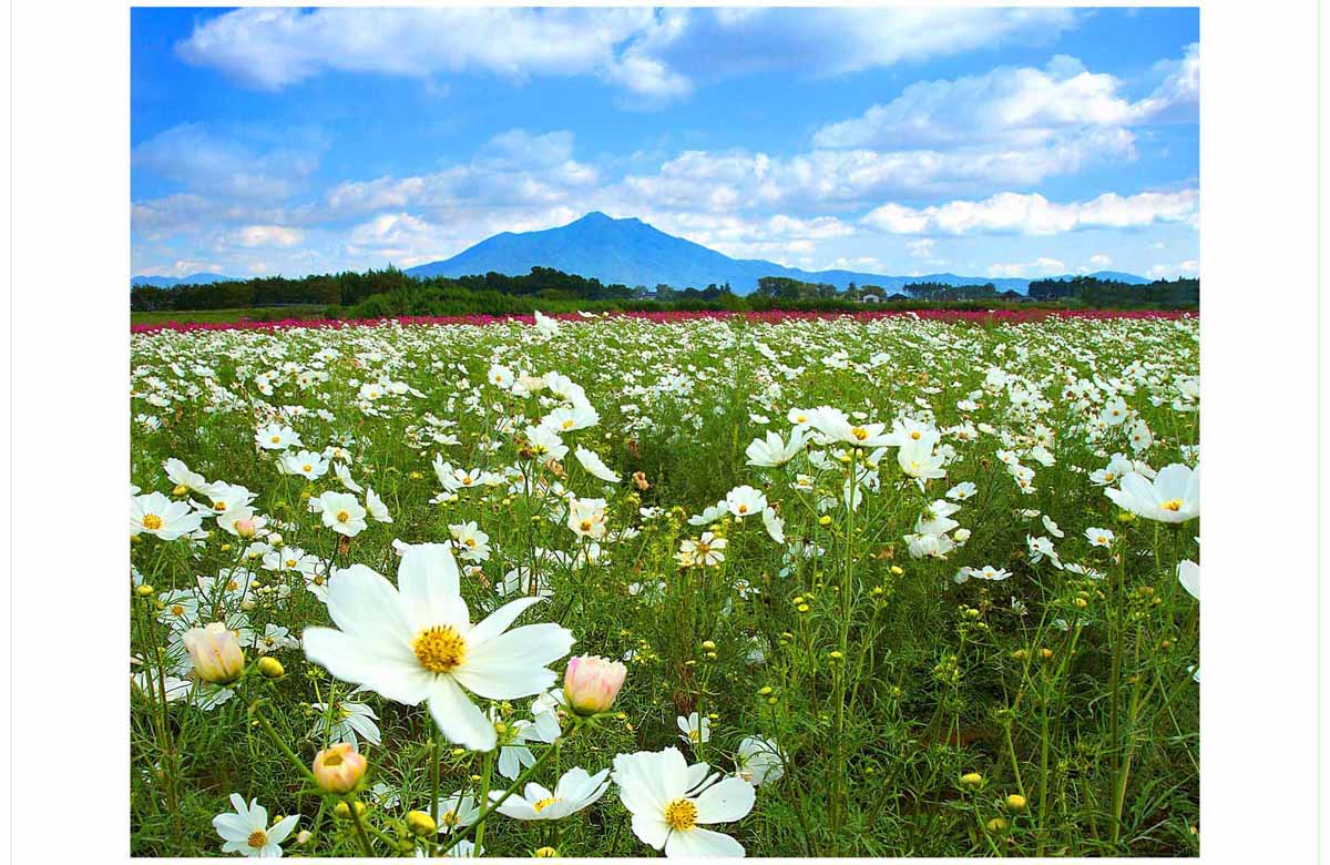 ポストカード 茨城 筑波山 小貝川ふれあい公園 コスモス 風景 写真 プレゼント 旅の思い出 お便り グリーティングカード はがき 葉書 季節の便り 礼状 挨拶状 PSC-22