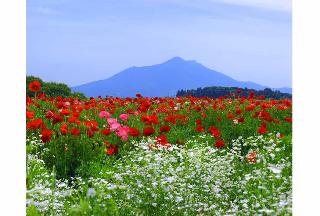 ポストカード 茨城県 筑波山とポピー 小貝川ふれあい公園 ボタニカル 風景 写真 絵はがき 葉書 手紙 礼状 挨拶状 グリーティングカード ギフト お祝い プレゼント 旅の思い出 PSC-21