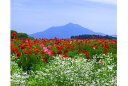 ポストカード5枚で【送料無料】ポストカード 茨城県 筑波山とポピー 絵はがき 風景 写真 ギフト お祝い プレゼント お手紙 旅の思い出 PSC-21の商品画像