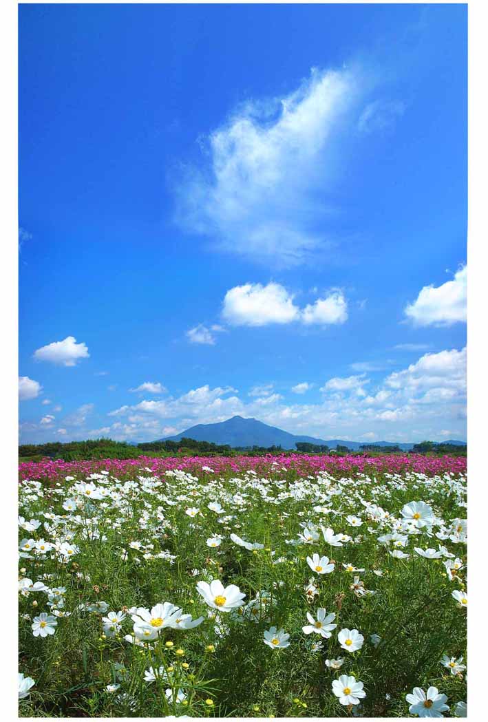 ポストカード 茨城 筑波山 小貝川ふ