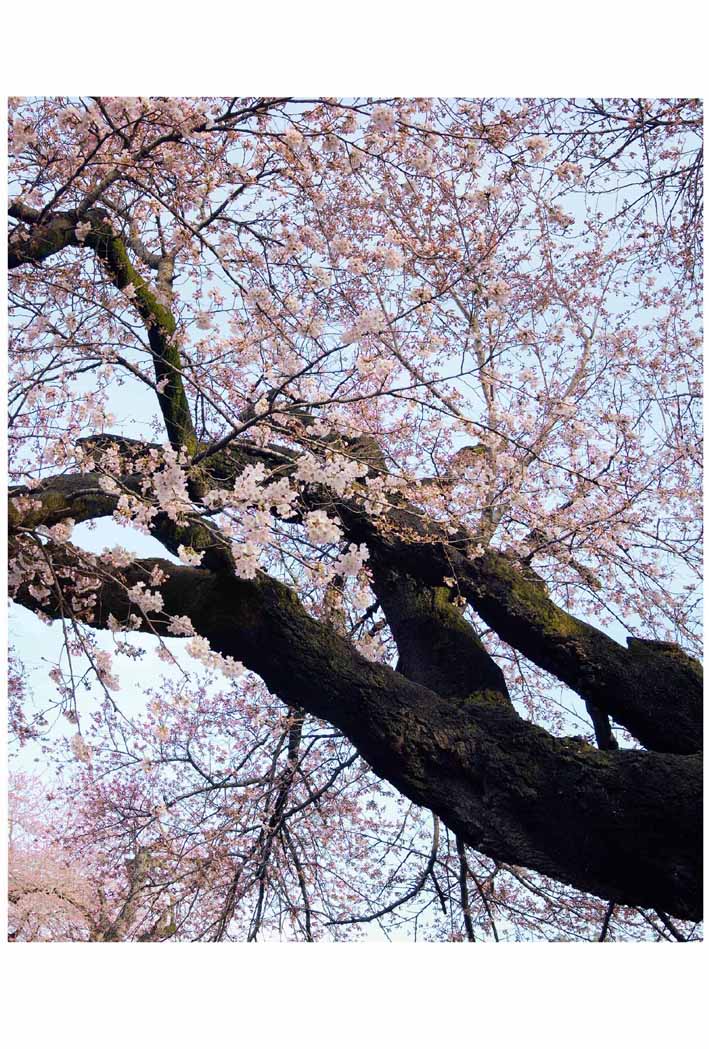 ポストカード 茨城 土浦 真鍋小学校 桜 風景 写真 プレゼ