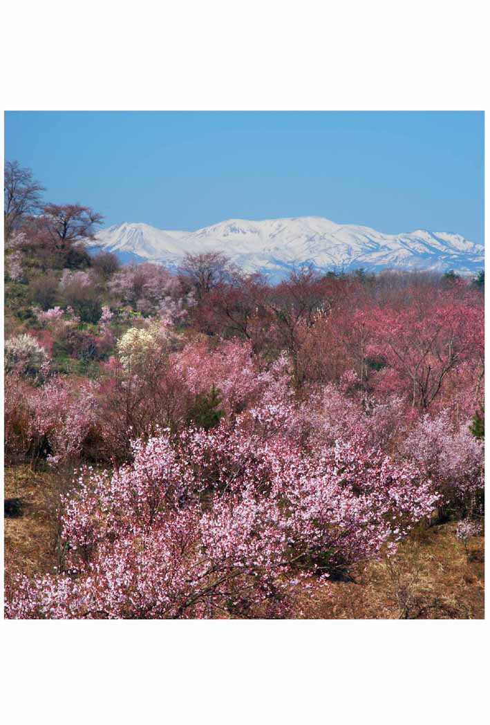 ポストカード 福島 桜満開の花見山公園 02 PSC-15 風景 写真 名所 風景写真 絵はがき お ...