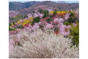 楽天写真パネルのあぁとすぺーすつくばポストカード 福島 桜満開の花見山公園 03 PSC-16 風景 写真 名所 風景写真 グリーティングカード 絵はがき お便り クリスマスカード 暑中見舞い 寒中見舞い 年賀ハガキ 年賀状 挨拶状 礼状 旅の思い出 メッセージ