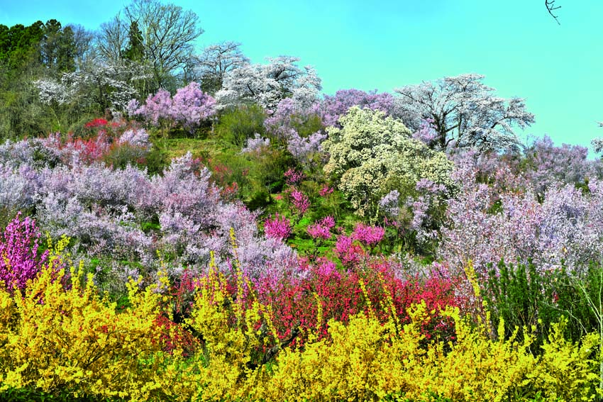 ポストカード 福島 花見山公園 PSC-18 桜 さくら 風景 写真 名所 風景写真 絵はがき お便り クリスマスカード 暑中見舞い 寒中見舞い グリーティングカード 年賀ハガキ 年賀状 挨拶状 礼状 旅の思い出 メッセージ