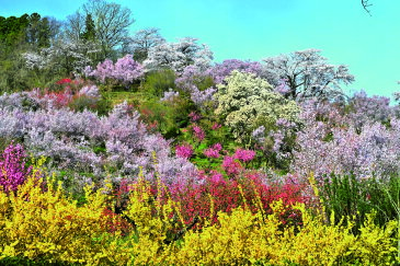 ポストカード5枚で【送料無料】写真はがき ポストカード 福島 花見山 風景 写真 ギフト お祝い プレゼント お手紙 旅の思い出 年賀状などにどうぞ。PSC-18