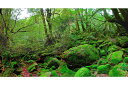 世界自然遺産 屋久島 もののけ姫の森 02 白谷雲水峡 4切W 風景写真 4W-02