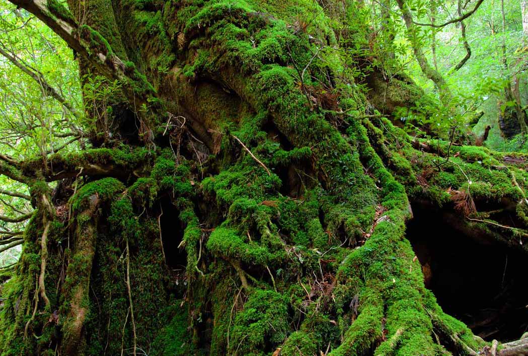 ポストカード 屋久島 白谷雲水峡 もののけ姫の森 風景 写真 ギフト お祝い プレゼント 旅の思い出 絵ハガキ 葉書 手紙 礼状 挨拶状 グリーティングカード ...