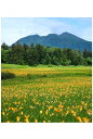 楽天写真パネルのあぁとすぺーすつくばポストカード 尾瀬 ニッコウキスゲと燧ヶ岳 風景 写真 絵はがき 葉書 手紙 礼状 挨拶状 グリーティングカード ギフト お祝い プレゼント 旅の思い出 PSC-27