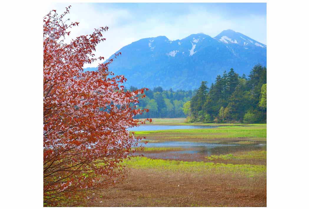 楽天写真パネルのあぁとすぺーすつくばポストカード 尾瀬 山桜と燧ヶ岳 絵はがき 風景 写真 山さくら ギフト お祝い プレゼント お手紙 旅の思い出 PSC-26