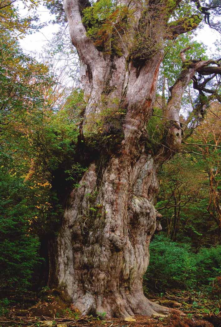 ポストカード 屋久島 縄文杉 風景 写真 ギフト お祝い プレゼント お手紙 旅の思い出 風景写真 年賀状 礼状 挨拶状 PSC-66