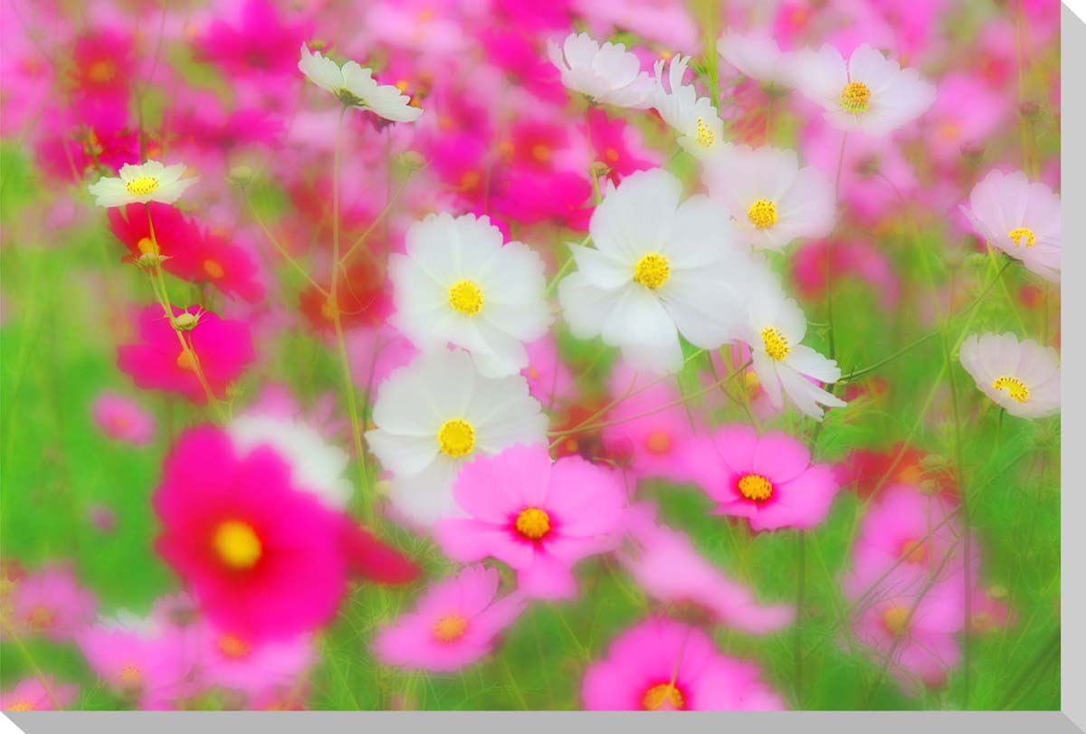 コスモス2 風景写真パネルクロス地