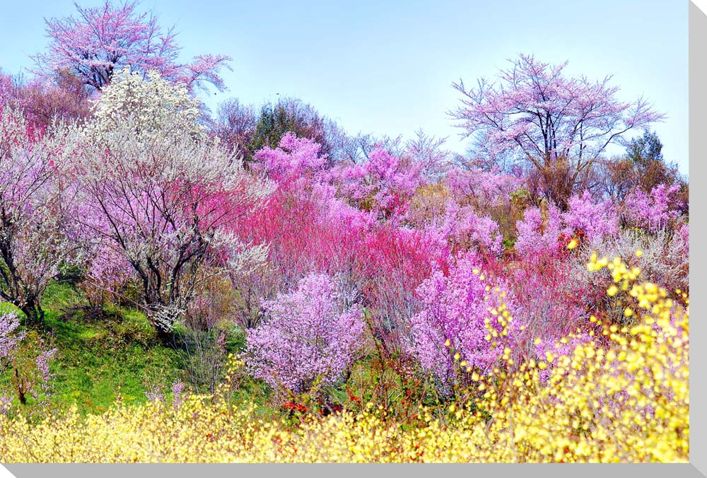 花見山5福島市風景写真パネルクロス地