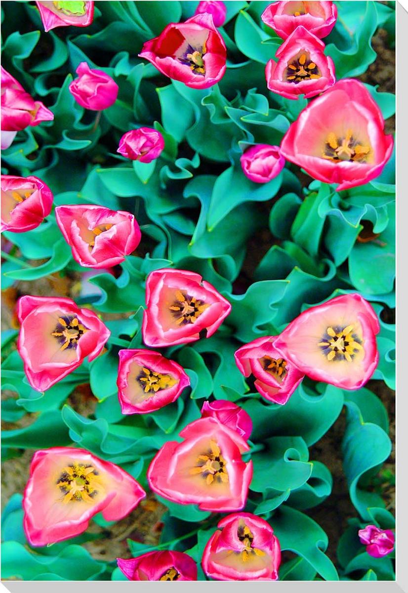 風景写真パネル チューリップ アートパネル クロス地 インテリア グラフィック ディスプレイ パネル 写真 ギフト プレゼント お祝い 結婚 新居 出産 誕生日...