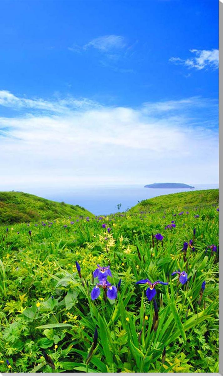 楽天写真パネルのあぁとすぺーすつくば風景写真パネル 北海道 厚岸 原生花園あやめヶ原 ヒオウギアヤメ アートパネル インテリア 壁飾り 壁掛け 額要らず 模様替え 雰囲気作り 玄関 リビング オフィス ロビー プレゼント ギフト 贈答品 返礼 お祝い 結婚 新築 引っ越し 誕生日 記念日 旅の思い出 HOK-23-M30