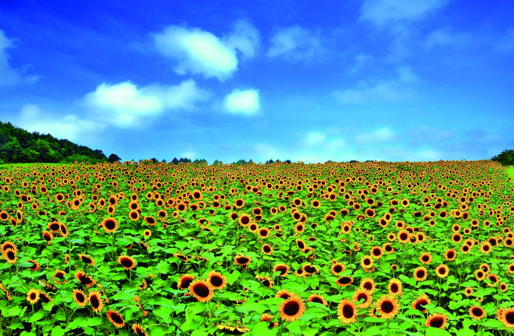 ポストカード 福島 猪苗代高原 ひまわり畑 PST-144 風景 写真 ギフト お祝い プレゼント 絵はがき お手紙 旅の思い出