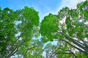 風景写真パネル 福島市 あづま総合運動公園 欅と木漏れ日01 インテリア アートパネル パネル 写真 風景 プレゼント ギフト お祝い 結婚祝い 新築祝い 引っ越し祝い 誕生日祝い 母の日 父の日 記念日 森林浴 風 木漏れ日 朝ドラ エール ロケ地 fuk-456-m30