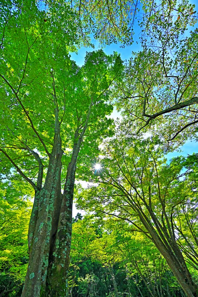 ʼ̿ѥͥ ʡ Ť籿ư ݰϳ02 ƥꥢ ȥѥͥ ѥͥ ̿  ץ쥼 ե ˤ 뺧ˤ ۽ˤ ...