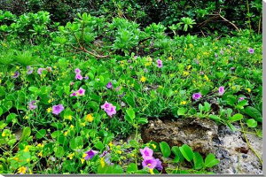 風景写真パネル 沖縄 黒島 仲本海岸のハマヒルガオ ボタニカル 花 海 ウォールデコ アートパネル グラフィック インテリア 風水 壁飾り 壁掛け 額要らず 模様替え 雰囲気作り おしゃれ 玄関 リビング オフィス oki-008-m12