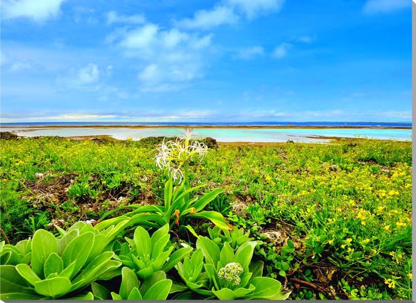 楽天写真パネルのあぁとすぺーすつくば風景写真パネル 沖縄 黒島 仲本海岸の花 ホソバワダン ハマユウ モンパノキ 新築祝い 引っ越し祝い 結婚祝い 記念日 プレゼント ギフト 旅の思い出 風水 絵画 タペストリー oki-010-p20