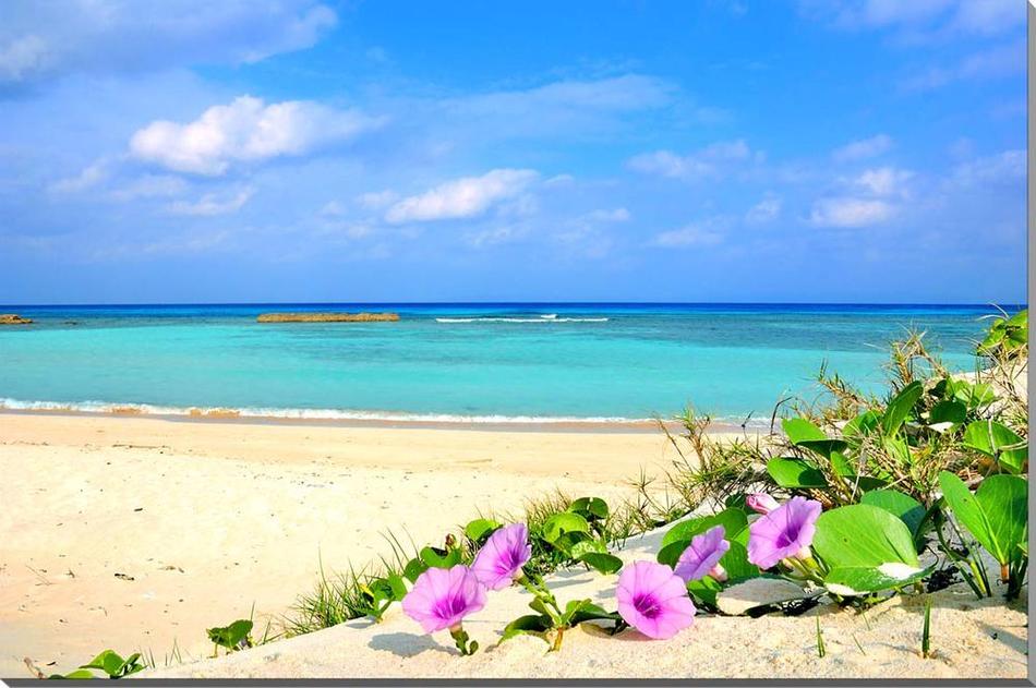 風景写真パネル 沖縄 波照間島 ニシ浜とハマヒルガオ 海 空 雲 砂浜 南の島 波 白い雲 ビーチ ウォールデコ アートパ…