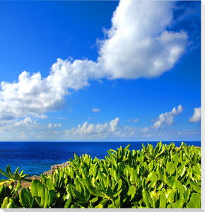 風景写真パネル 沖縄 北大東島の海2 モンパノキ 側面画像あり インテリア 額要らず 壁掛け 壁飾り 模様替え 雰囲気作り 風水 sale-080-s12skm