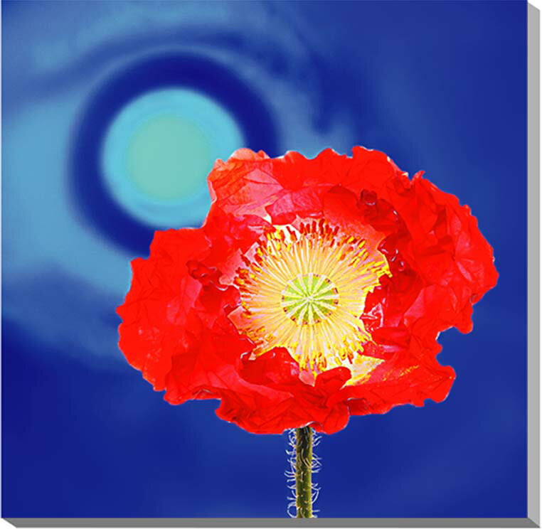 【ポピー】 春から初夏にかけて、愛らしい花を咲かせるケシ科の植物。 全般的な花言葉は「いたわり」「思いやり」「陽気でやさしい」「慰め」など。 赤い花の場合は「慰め」「感謝」「喜び」 こちらの商品にはCG加工を施しています。 独特の味わいをお楽しみください。 ◆サイズ：53×53×厚さ2.4cm （S10) ◆重 さ：約750g 壁に負担がかかりません ◆取り付け金具付き ◆風景写真パネルの説明 丈夫で耐久性に優れ、表面が滑らかな光沢あるきれいな高級写真用紙を使っていますので、風景が綺麗に仕上がります。 見た目が鏡面仕上で高級感があります。 表面に触れないでください。気を使った扱いが必要です。 ◆商品の発送は ご注文から、2〜3営業日以内に発送。 特注サイズは、10営業日以内に発送致します。花の写真パネル ◆風水では絵画より、写真を飾る方が効果が高いと言われます。 ◆絵画と異なり、リーズナブルな料金でスペースを飾ることができ、その景色を臨場感たっぷりに感じることができます。 パネルになっておりますので写真やポスターとは違って額もいりません。 写真の大きさに比較して軽く仕上がりますので、壁に負担が掛からず、付属の金具で簡単に壁に掛けることができます。 おしゃれなインテリアアートとして、御祝い、ギフトや贈り物などプレゼントにもおすすめいたします。 パソコンのモニターの色と、実際の商品の色が多少異なることがあります。