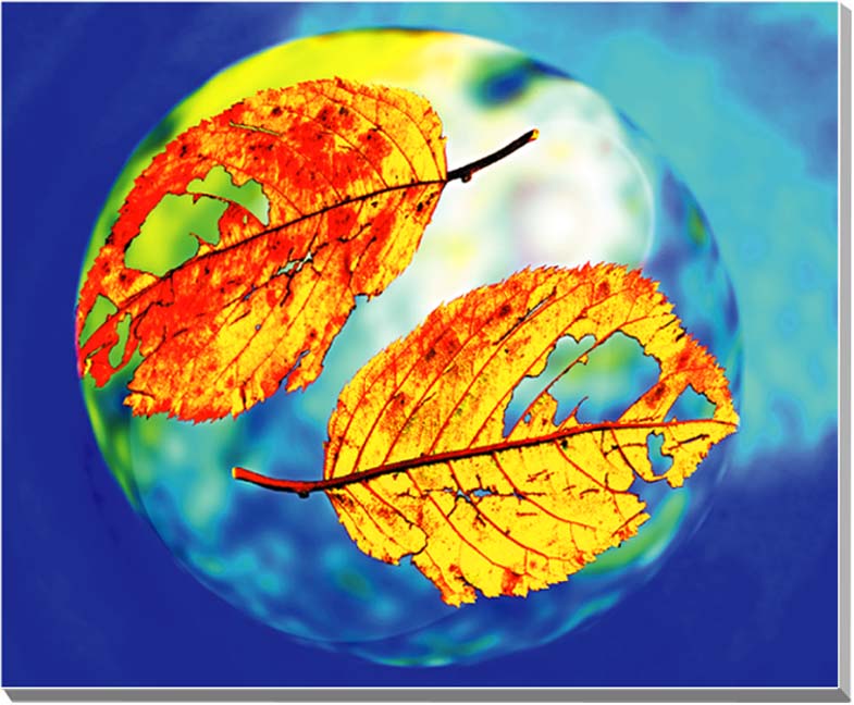 落ち葉 CG写真パネル 60.6×50cm CG-014-F12 ギフト 贈り物 インテリアアート アートフォト 【楽ギフ_包装】 【楽ギフ_のし宛書】