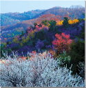 風景写真パネル 福島 桃源郷 花見山 ボタニカル 癒やし オシャレ インテリア アートパネル 写真 パネル プリント プレゼント ギフト 贈答品 お祝い 結婚 新築 入学 卒業 成人式 誕生日 記念日 年祝い fuk-414-S25
