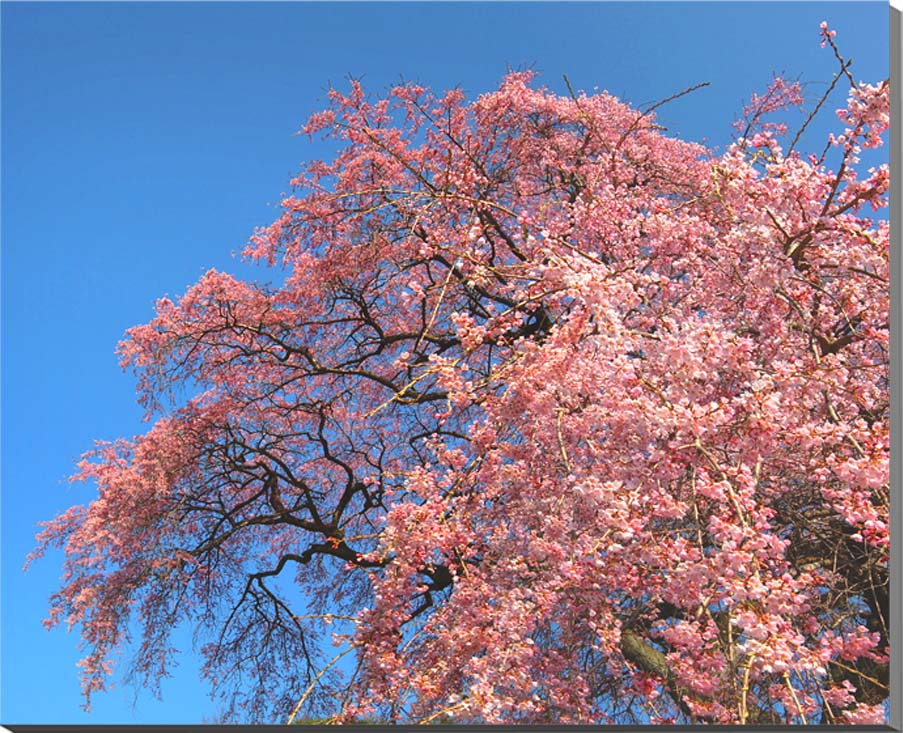 【福島 平田】 「阿武隈の山並みに抱かれた美しい高原の村」と平田村の公式ホームページで紹介されています。 特に春は村の何ヶ所かに見事な枝垂れ桜が見られ、天然記念物に指定されたものもあります。 【桜】 花言葉は種類によって違いますが、一般的には「精神美」「優美な女性」「純潔」 枝垂れ桜の花言葉は「優美」「円熟した美人」「ごまかし」 言うまでもなく日本の国花です。 ◆サイズ：116.7×72.7×厚さ3cm (M50) ◆重 さ：約2.5kg 壁に負担がかかりません ◆取り付け金具付き ◆風景写真パネルの説明 丈夫で耐久性に優れ、表面が滑らかな光沢ある高級写真用紙を使っていますので、風景が綺麗に仕上がります。 見た目が鏡面仕上で高級感があります。 表面に触れないでください。気を使った扱いが必要です。 ◆写真パネルの発送は ご注文から、2〜3営業日以内に発送。 特注サイズは、10営業日以内に発送致します。◆風景写真パネル 福島 平田 しだれ桜◆ ◆風水では絵画より、写真を飾る方が効果が高いと言われます。 ◆絵画と異なり、リーズナブルな料金でスペースを飾ることができ、その景色を臨場感たっぷりに感じることができます。 おしゃれなインテリアアートとして、お祝い、ギフトにお薦めです。 玄関、リビングなど癒やしの空間、お部屋の雰囲気作りに、アートフォト風景写真パネルを飾ってみませんか。 当店オリジナルの作品です。パネルの作品はなかなかありませんのでこの機会にぜひ、どうぞ。 パソコンのモニターの色と、実際の商品の色が多少異なることがあります。 　　