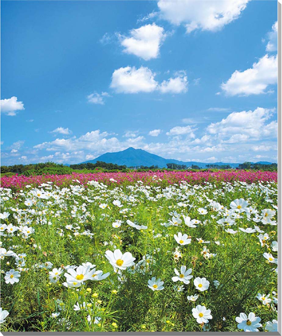 風景写真パネル 茨城県 筑波山 小貝川ふれあい公園 コスモス 側面画像あり アートパネル グラフィックアート ウォールデコ インテリア 壁飾り 壁掛け 額要らず 模様替え 雰囲気作り 風水 ボタニカル 花畑 解放感 癒やし おしゃれ MID-2-F30