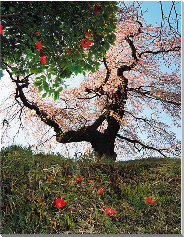 【小倉寺観音】 福島郊外にある大蔵寺は、通称：小倉寺観音で親しまれています。 坂上田村麻呂が奥州鎮護のために安置したとされ、寺内には国の重要文化財に指定された千手観音があります。 春には、樹齢300年ともいわれる枝垂れ桜が、訪れる人々を魅了しています。 【花言葉】 桜：全般的には「精神美」「優美な女性」「純潔」ですが、枝垂れ桜の場合は「優美」「円熟した美人」「ごまかし」 椿：花の色によって違いますが、全般的には「控えめな素晴らしさ」「気取らない優美さ」 ◆サイズ：91×72.7×厚さ3cm (F30) ◆重 さ：約1.8kg 壁に負担がかかりません ◆取付け金具付き ◆風景写真パネルの説明 丈夫で耐久性に優れ、表面が滑らかな光沢ある高級写真用紙を使っていますので、風景が綺麗に仕上がります。 見た目が鏡面仕上で高級感があります。 表面に触れないでください。気を使った扱いが必要です。 ◆写真パネルの発送は ご注文から、2〜3営業日以内に発送。 特注サイズは、10営業日以内に発送致します。◆風景写真パネル 福島 小倉寺の桜と椿◆ ◆風水では絵画より、写真を飾る方が効果が高いと言われます。 ◆絵画と異なり、リーズナブルな料金でスペースを飾ることができ、その景色を臨場感たっぷりに感じることができます。 【飾り方と用途】 写真の大きさに比較して軽く仕上がりますので、壁に負担がかからず、付属のフック2ヶで簡単に、スマートに飾れます。 裏面の丁寧な始末で、金属の露出を無くし壁にキズやサビの付着が無いようにしてあります。オフィスのアクセント、リビングや玄関のインテリアとして、癒やしの空間、お部屋の雰囲気作りに、また旅の思い出として飾ってください。 額装して壁掛けインテリアにもおすすめです。 おしゃれなインテリアアートとして、お祝い、ギフトにお薦めです。 新築や引っ越しのお祝い、入学や卒業のお祝い、成人式やご結婚、お誕生日のプレゼント、クリスマスプレゼントなど、各種ギフト用品として幅広くお使いください。きっと喜んでいただけることでしょう。 パソコンのモニターの色と、実際の商品の色が多少異なることがあります。　