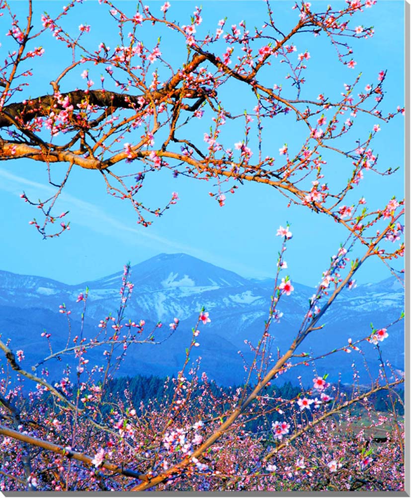 超美品 桃花と吾妻の雪うさぎ1 福島 風景写真パネル 100 80 3cm mid 7 f40 代引不可 Ejournal Uncen Ac Id 超美品 桃花と吾妻の雪うさぎ1 福島 風景写真パネル 100 80 3cm mid 7 f40 代引不可 Ejournal Uncen Ac Id