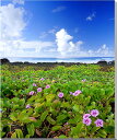 風景写真ポスター 世界遺産 イースター島 ハマヒルガオ 01 インテリア ウォールデコ グラフィック 模様替え 雰囲気作り オフィス ロビー リビング ダイニング psest-5