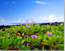 風景写真ポスター 世界遺産 イースター島 ハマヒルガオ 02 インテリア ウォールデコ グラフィック 模様替え 雰囲気作り オフィス ロビー リビング ダイニング psest-6