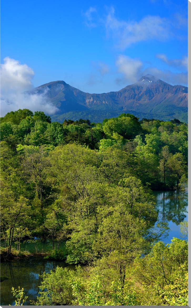 風景写真パネル 福島 裏磐梯 六月の中瀬沼 インテリア パネル 写真 アートパネル ディスプレイ ウォールデコ 壁飾り 壁掛け 額要らず 模様替え 雰囲気作り ...