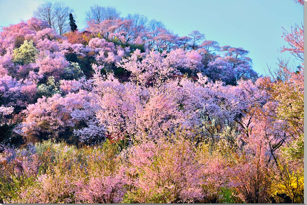 風景写真パネル 福島 桃源郷 花見山 インテリア パネル アートパネル 写真 プリント ボタニカル 春 景色 壁飾り 壁掛け 額要らず 模様替え 雰囲気作り リフォーム 新築 ギフト プレゼント お祝い 結婚 誕生日 記念日 風水 思い出 FUK-152-M50