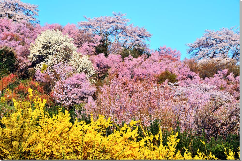 風景写真パネル 福島 桃源郷 花見山 ボタニカル インテリア 写真 パネル アートパネル フォトアート 風水 癒やし 壁掛け 壁飾り 装飾 リビング オフィス 玄関 お祝い プレゼント ギフト FUK-153-M30