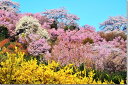 風景写真パネル 福島 桃源郷 花見山 ボタニカル インテリア 写真 パネル アートパネル フォトアート 風水 癒やし 壁掛け 壁飾り 装飾 リビング オフィス 玄関 お祝い プレゼント ギフト FUK-153-M30