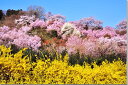 風景写真パネル 福島 桃源郷 花見山 インテリア パネル アートパネル 写真 ボタニカル 桜 花桃 レンギョウ 春 壁飾り 壁掛け 額要らず 模様替え 雰囲気作...