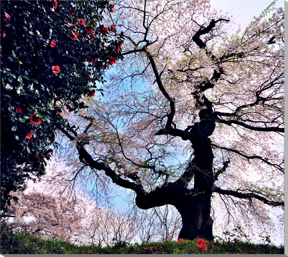 楽天写真パネルのあぁとすぺーすつくば風景写真パネル 福島 小倉寺観音の桜と椿 ボタニカル ウォールデコ アートパネル グラフィックアート インテリア 壁飾り 壁掛け 額要らず 模様替え 雰囲気作り リフォーム 新築 ギフト プレゼントお祝い 結婚 誕生日 記念日 風水 思い出 FUK-159-F25