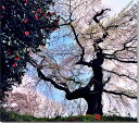 風景写真パネル 福島 小倉寺観音の桜と椿 ボタニカル ウォールデコ アートパネル グラフィックアート インテリア 壁飾り 壁掛け 額要らず 模様替え 雰囲気作り リフォーム 新築 ギフト プレゼントお祝い 結婚 誕生日 記念日 風水 思い出 FUK-159-F25