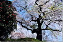 風景写真パネル 福島 小倉寺観音の桜と椿 側面画像あり ボタニカル インテリア アートパネル ウォールデコ 写真 パネル ギフト プレゼント お祝い 結婚 誕生日 記念日 風水 思い出 壁飾り 壁掛け 額要らず 模様替え 雰囲気作り リフォーム 新築 FUK-160-M25skm(3)